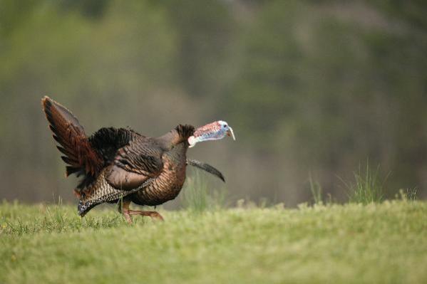 turkey gobblin on grass